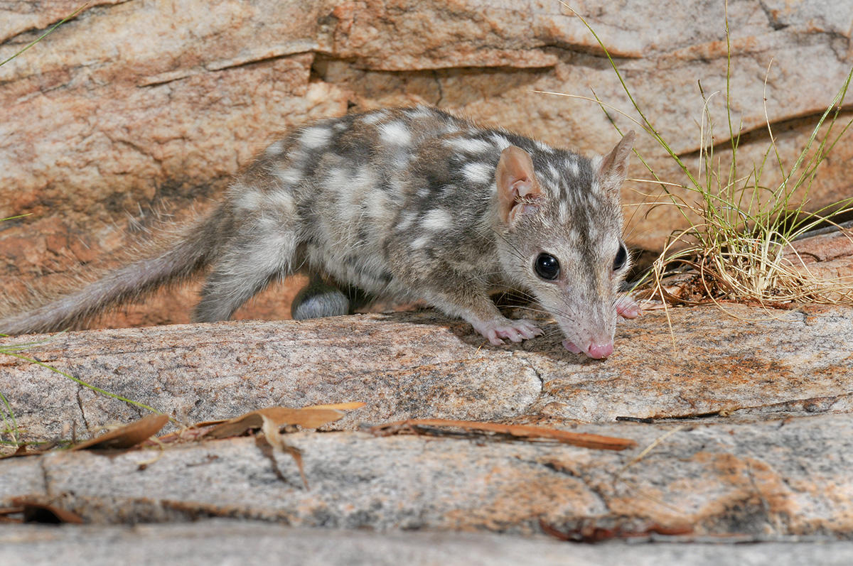 The northern quoll &copy; Wayne Lawler / AWC