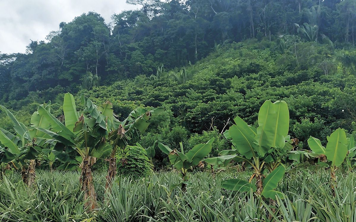 Agroforesty at Don Carlos' site in Tat&iacute;n Village &copy; Contour Lines