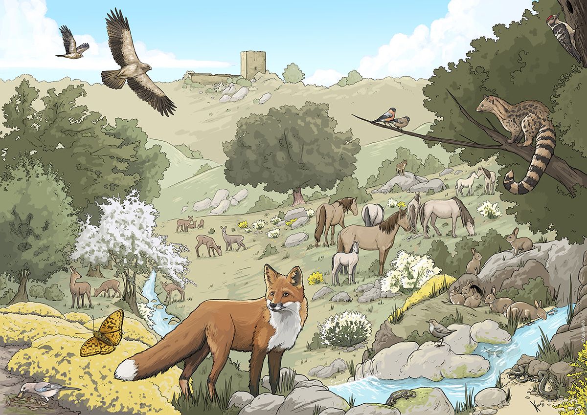 Illustration &copy; Xavi Re&ntilde;&eacute;, for Rewilding Portugal @wildlife_erra