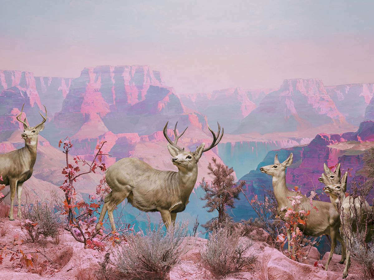 Mule Deer, 2021 &copy; Jim Naughten www.jimnaughten.com