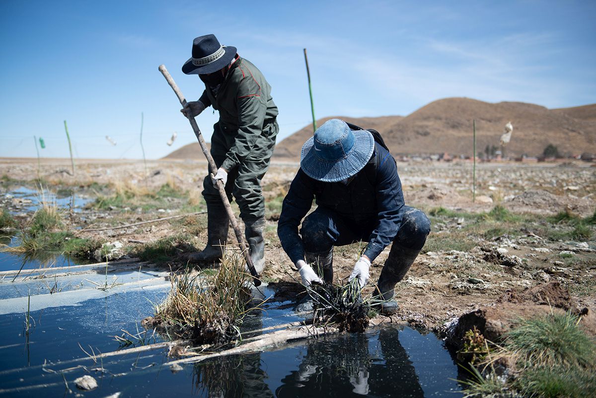 Planting totoras &copy; The Iris Project & MakerChange Studio