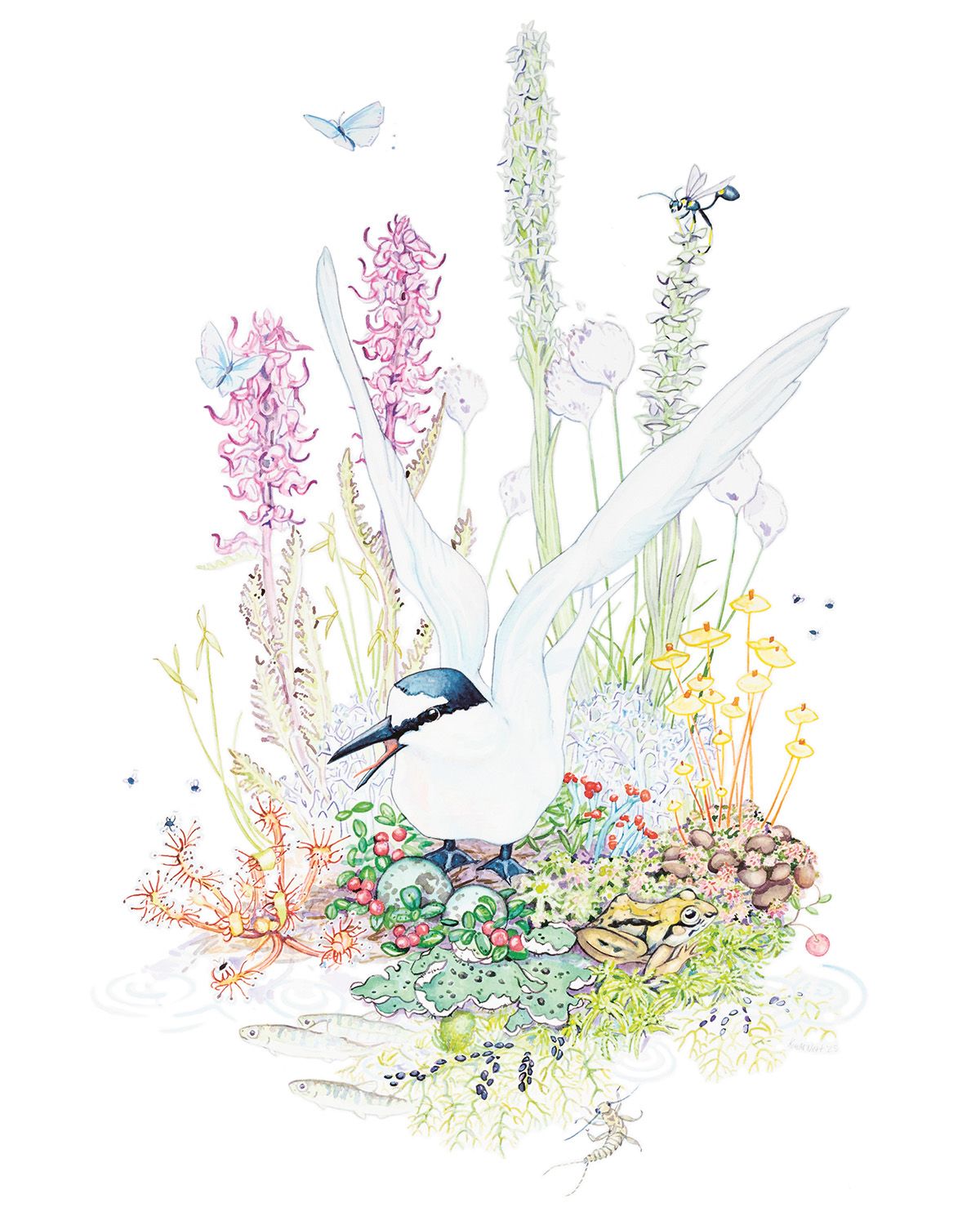 Watercolour, 2025 by Kim McNett www.kimsnaturedrawings.com
