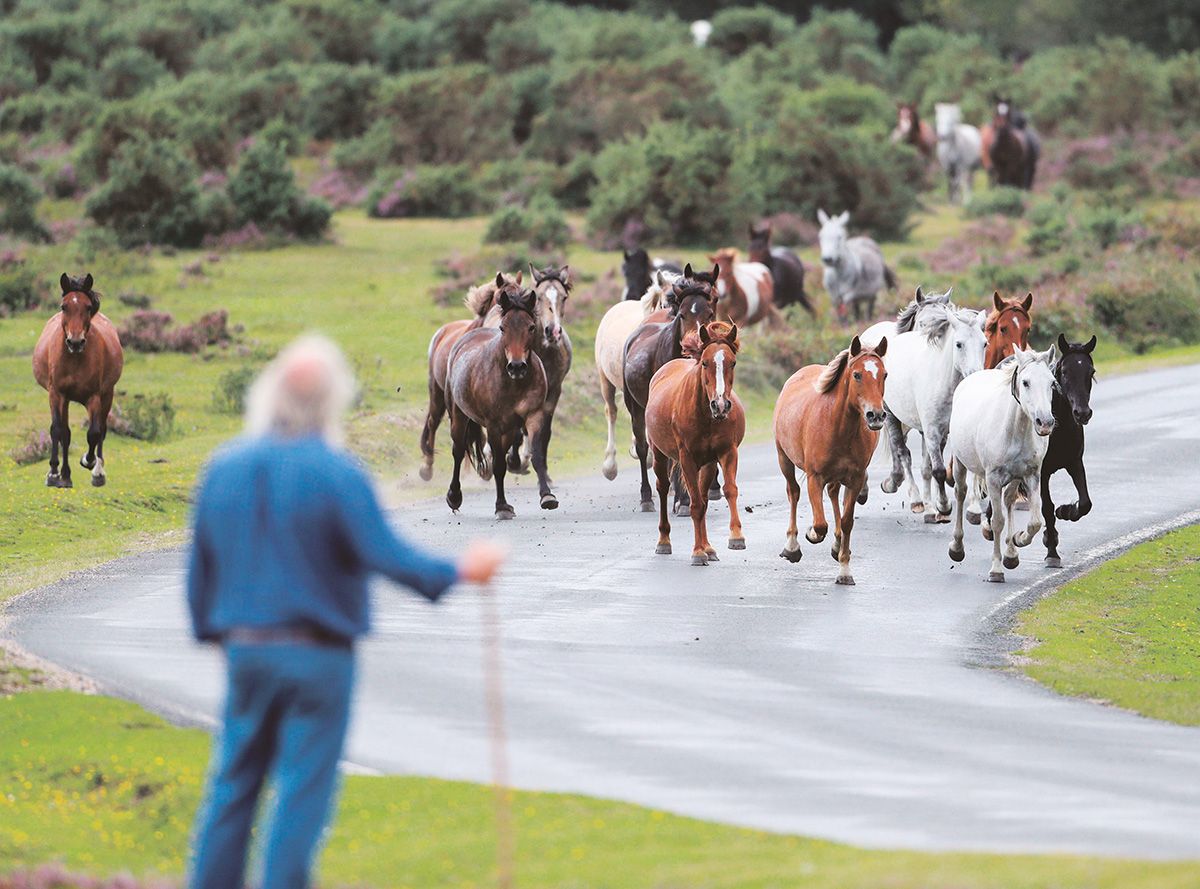 New Forest Commoners &copy; Stuart Martin / Alamy