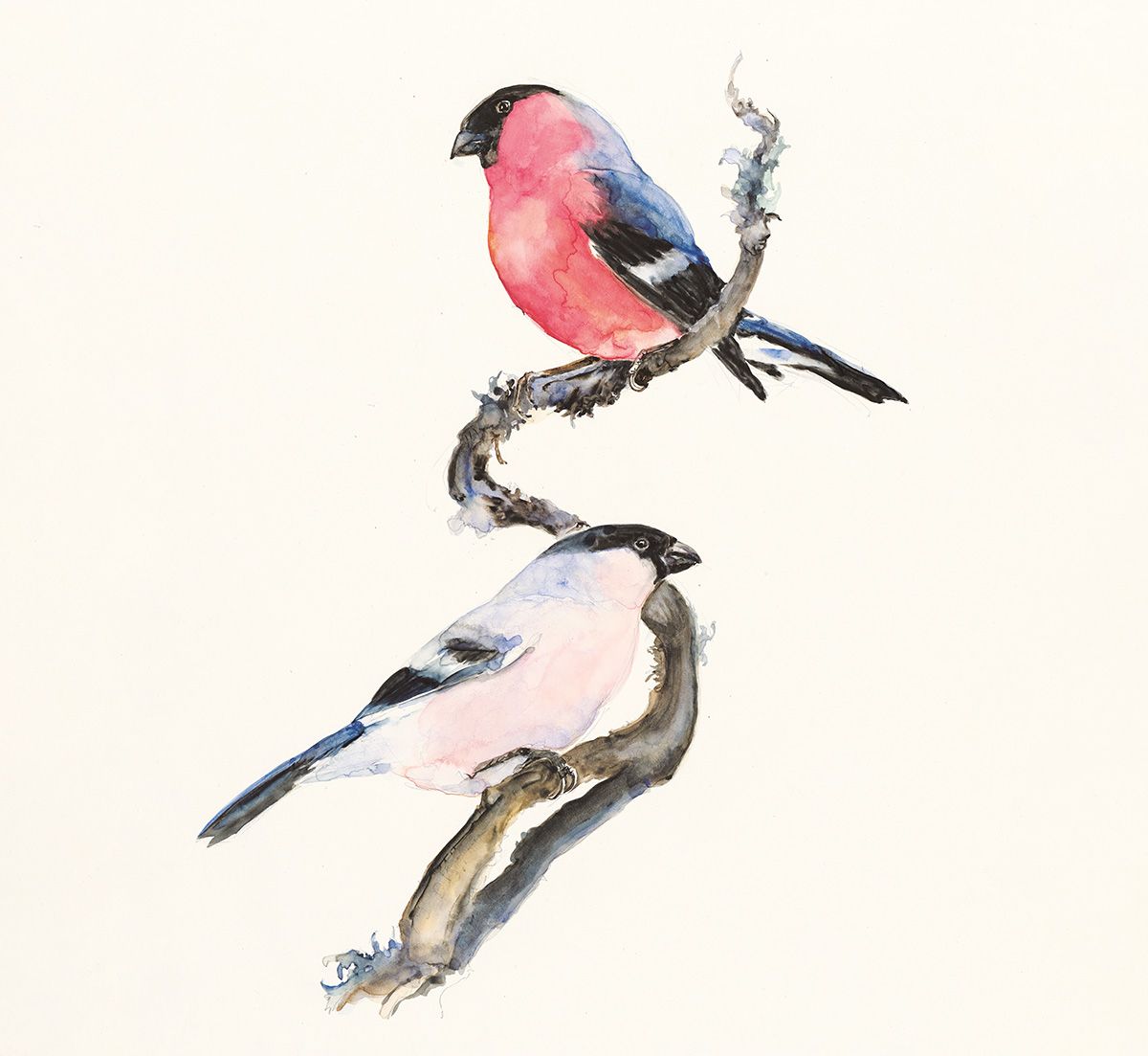 Artwork by Jackie Morris