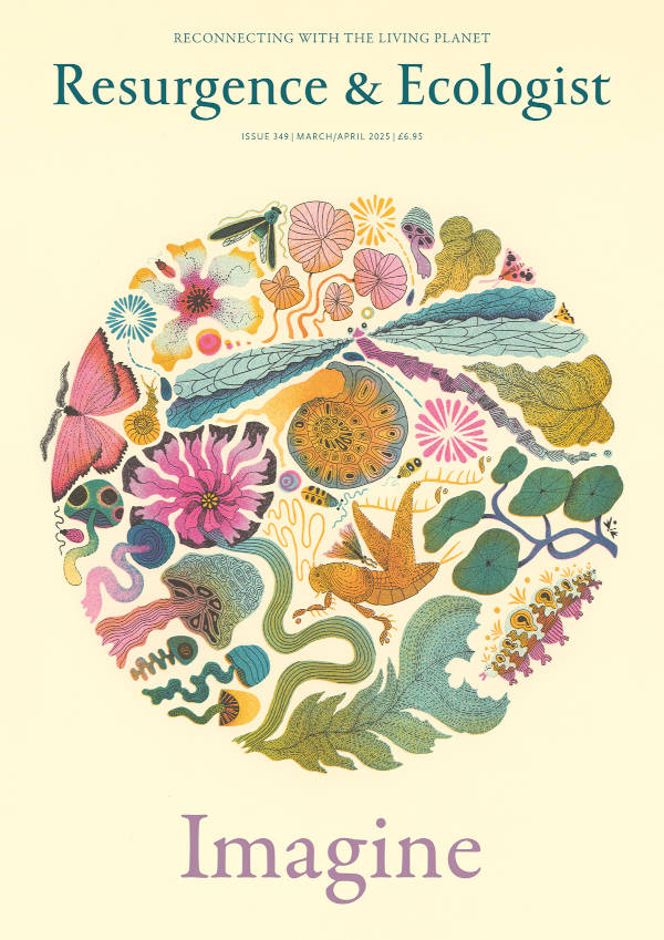 issue cover 349