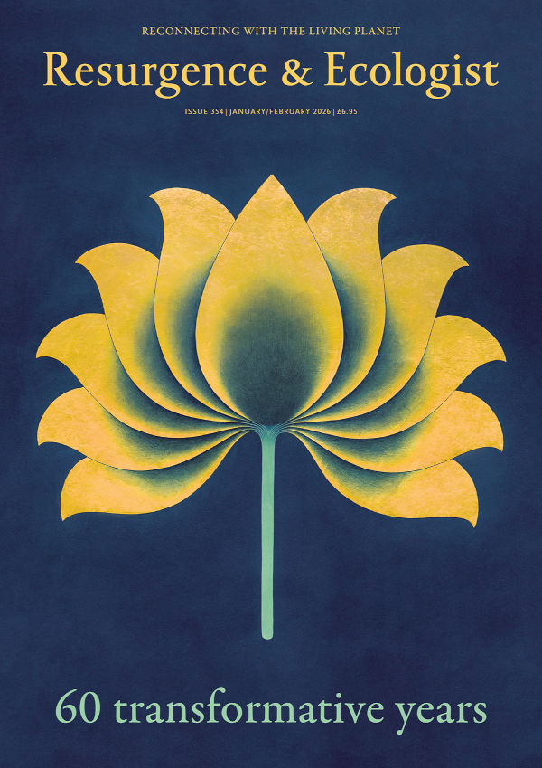 issue cover 354